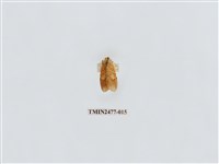 藏品(紅斑美苔蛾)的圖片